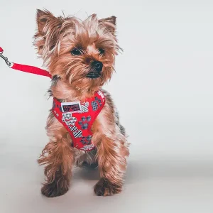 Red Dog Dezigns | Knapsack Harness ( Pre-Order - 5 Day Turn Around )