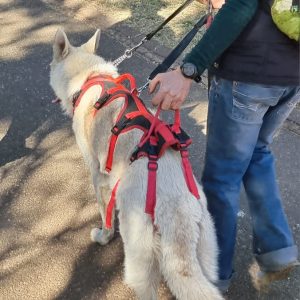 Support and Mobility Harness